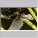 Stylops melittae - Faecherfluegler m25 5mm an Andrena vaga.jpg